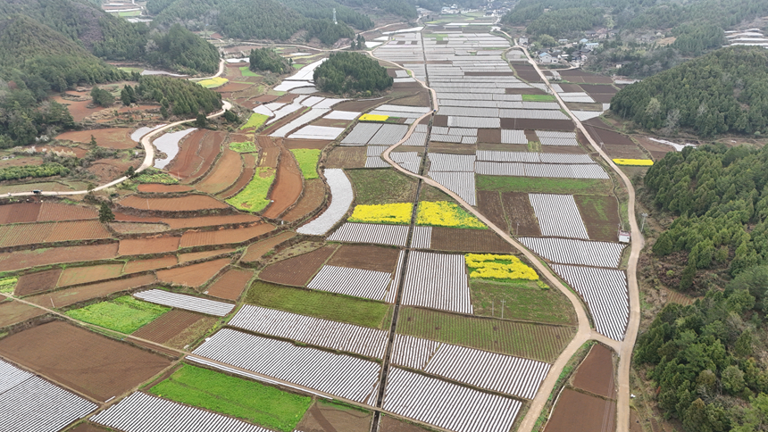 位于石阡縣青陽鄉的烤煙種植基地。黎祖艷攝