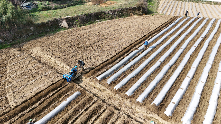 在石阡縣石固煙葉工作站轄區，煙農們正搶抓晴好天氣，加緊進行大田起壟作業。黎祖艷攝