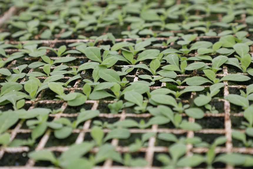 圖為煙苗。黎祖艷攝