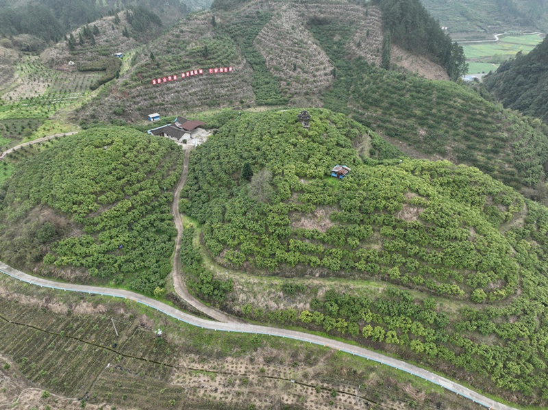 1.岑鞏縣注溪鎮(zhèn)周坪村思州柚種植基地。(沈啟照 攝）