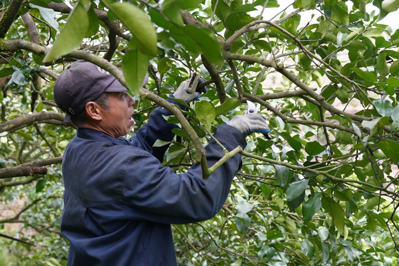給柚樹剪枝。（沈啟照 攝）