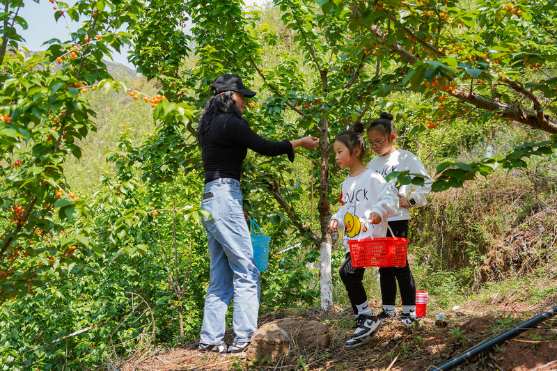 4月6日，在威寧自治縣金鐘鎮寨營村櫻桃種植基地，游客在體驗采摘樂趣。