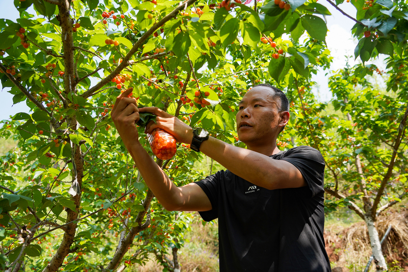 4月6日，在威寧自治縣金鐘鎮寨營村櫻桃種植基地，游客在采摘櫻桃。