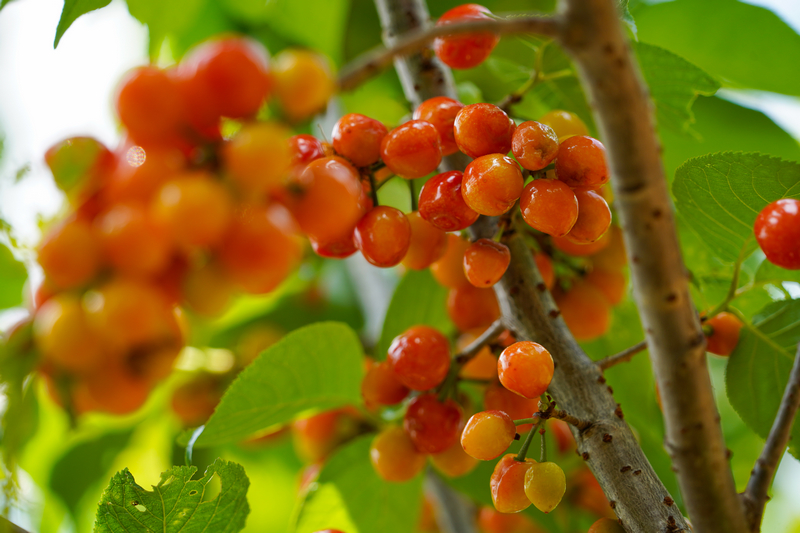 4月6日，在威寧自治縣金鐘鎮寨營村櫻桃種植基地，粉里透紅的水晶櫻桃綴滿枝頭。