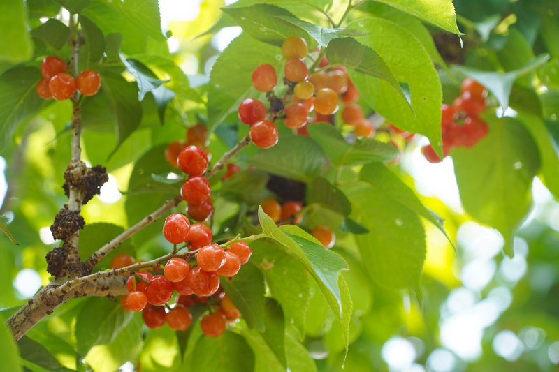 4月6日，在威寧自治縣金鐘鎮寨營村櫻桃種植基地，粉里透紅的水晶櫻桃綴滿枝頭。