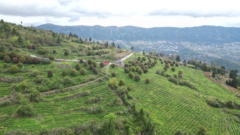 茶山（楊亞旭 攝）.JPG