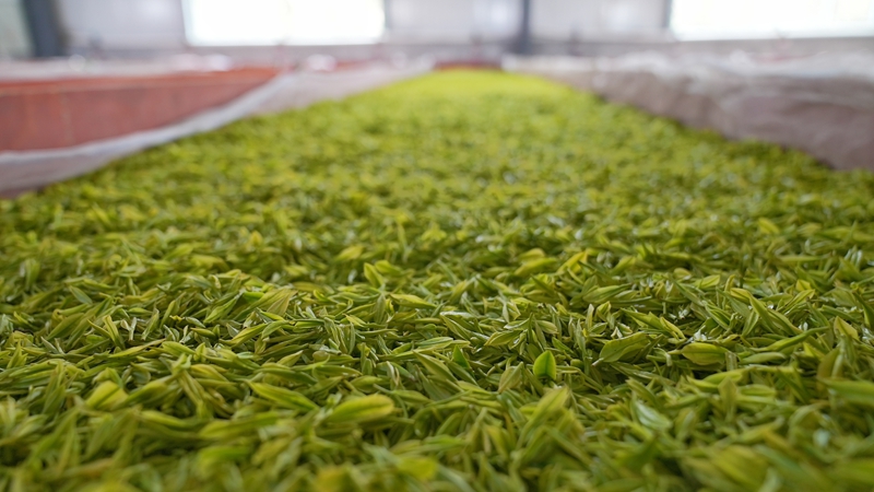 攤青（楊亞旭 攝）.JPG