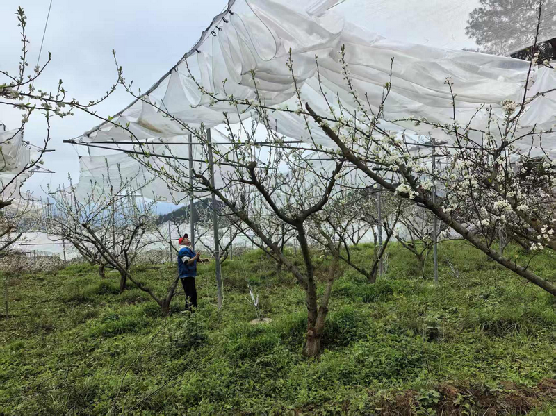 龍水鄉搭建的防雹網。