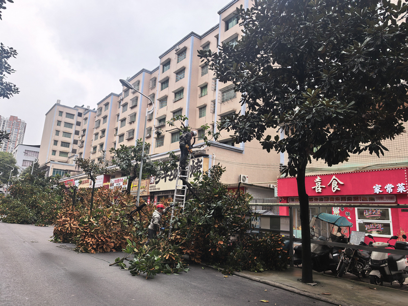 紫江花園樹枝修剪。