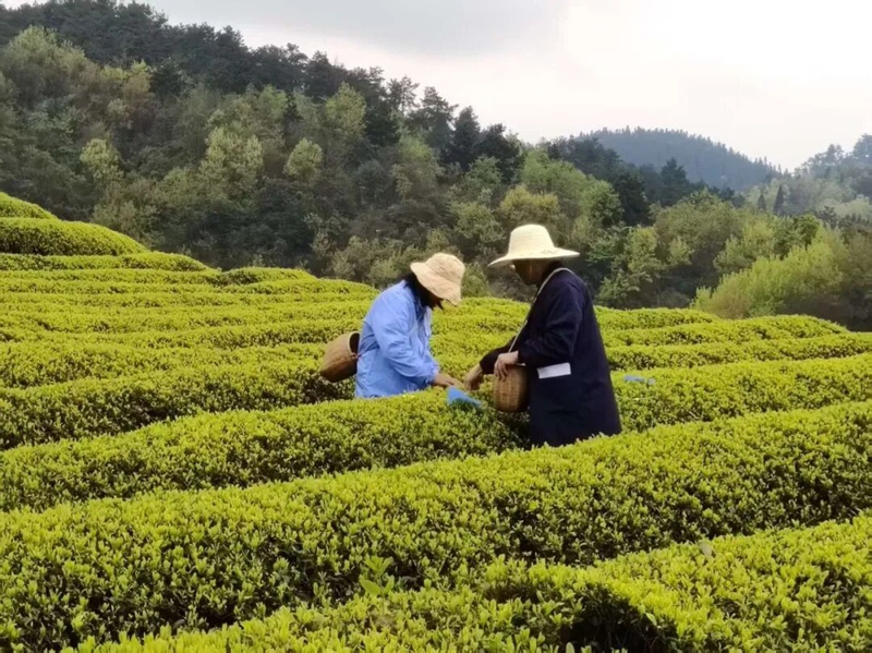 圖為：南貢河千畝富硒茶葉基地采茶