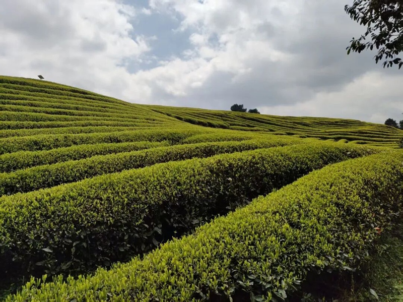 圖為:南貢河千畝富硒茶葉基地