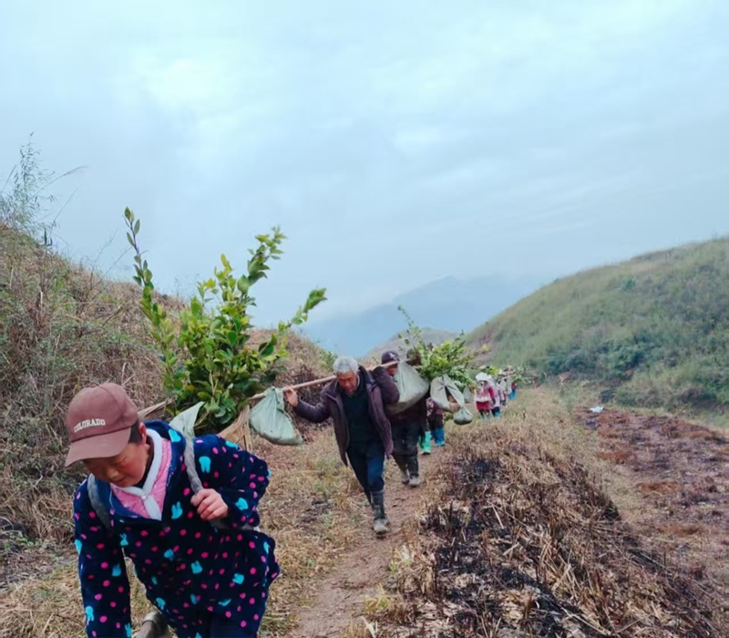 松桃普覺油茶種植基地村民們忙于搬運油茶苗。