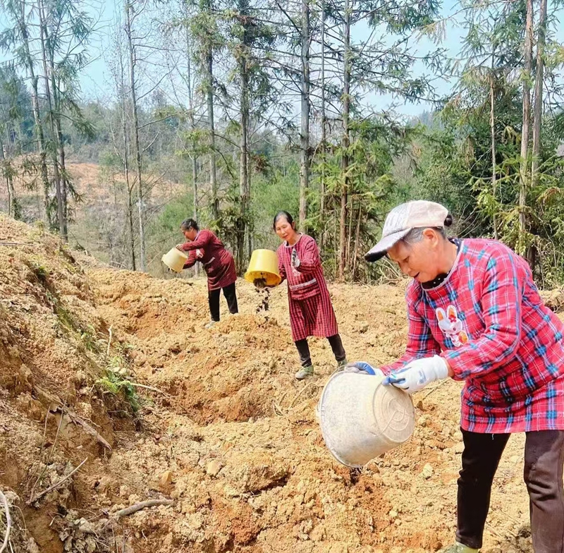 松桃普覺油茶種植基地村民們忙于施有機肥。