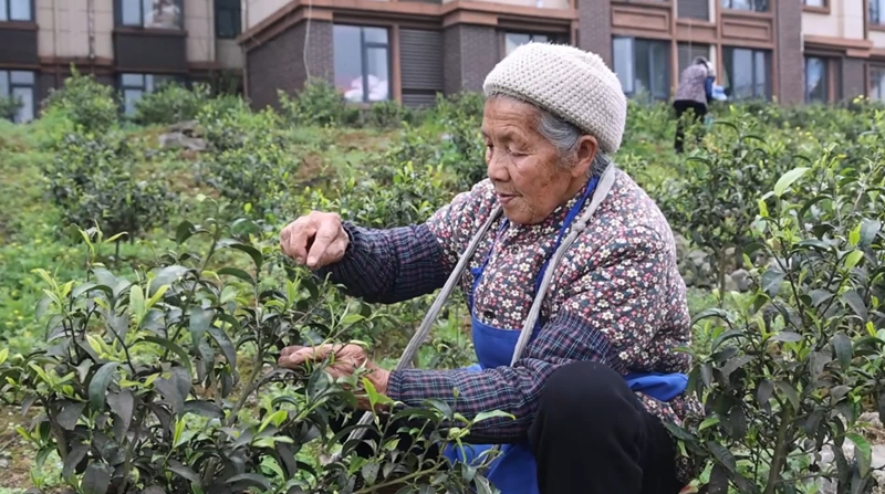 獨(dú)山望城社區(qū)飄出幸福茶香。