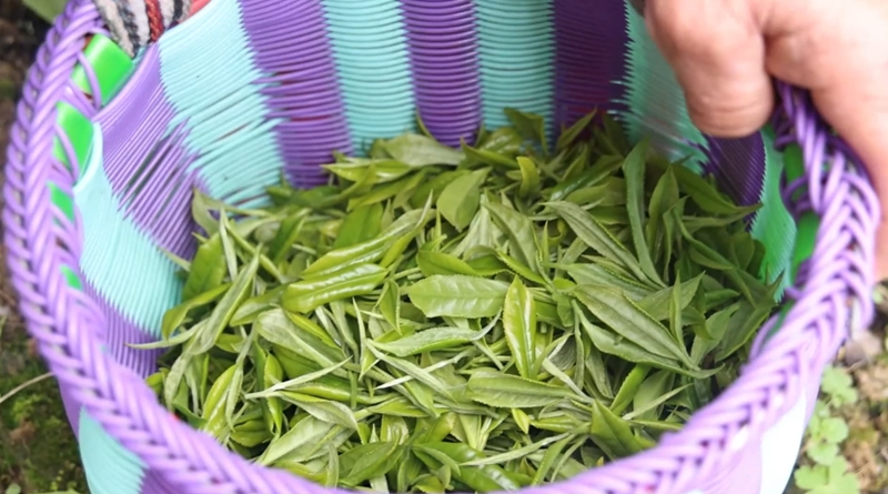 獨(dú)山望城社區(qū)飄出幸福茶香。
