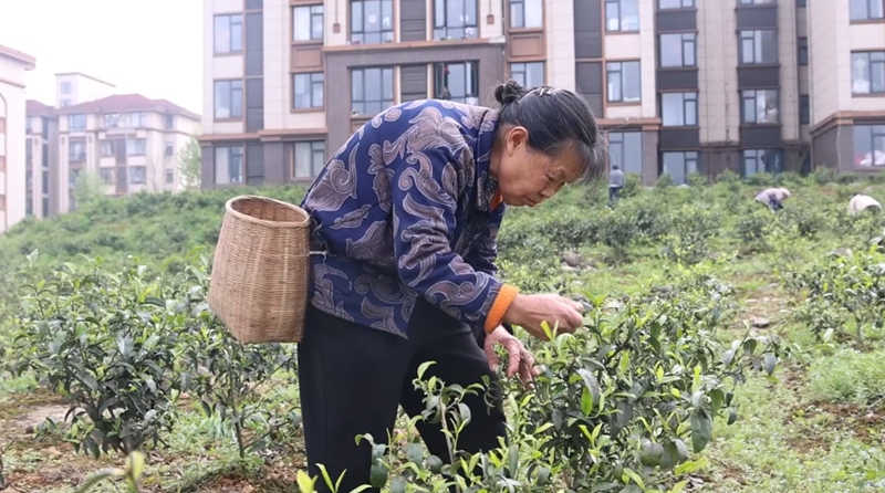 獨(dú)山望城社區(qū)飄出幸福茶香。