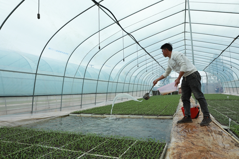 小辣椒撐起鄉(xiāng)村振興大希望 (1).jpg