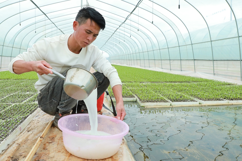 小辣椒撐起鄉村振興大希望。