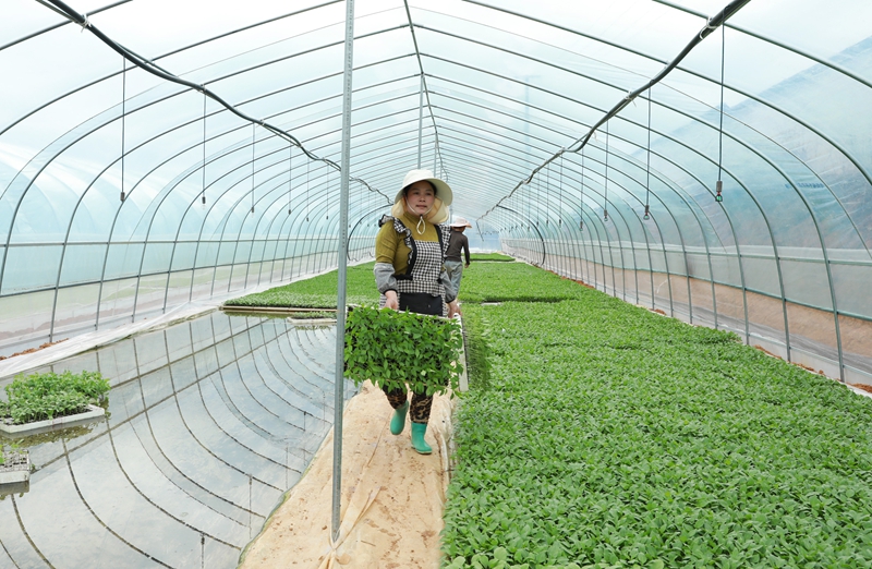 小辣椒撐起鄉村振興大希望。