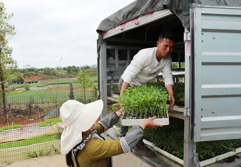 小辣椒撐起鄉村振興大希望。