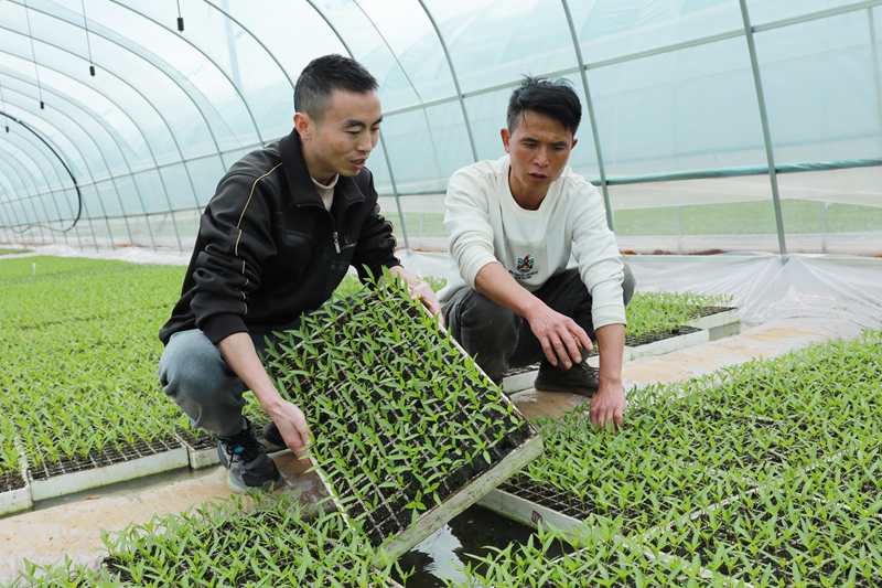 小辣椒撐起鄉村振興大希望。