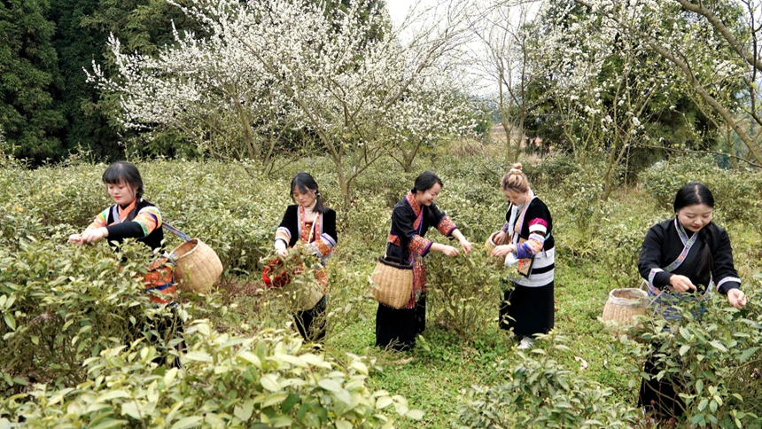 野生生態茶賦能綠色產業發展。