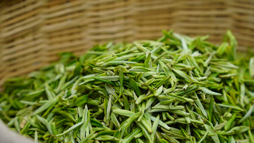 野生生態茶賦能綠色產業發展。