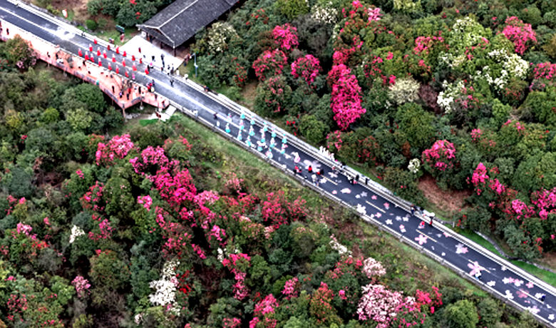 金融“活水”潤花海 杜鵑“煥新”迎客來