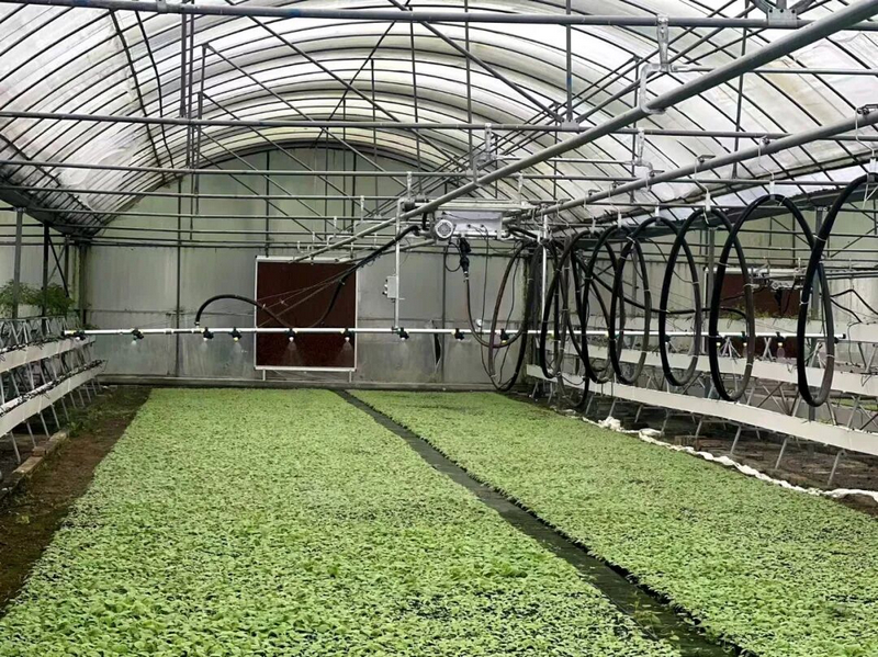 良村鎮烤煙育苗智慧噴灌。任思宇攝