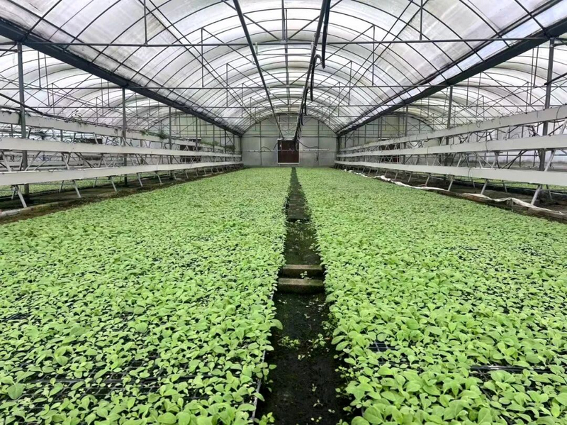 良村鎮烤煙育苗。任思宇攝