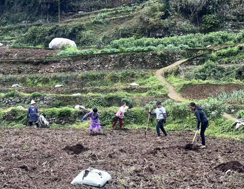 良村鎮吼灘村群眾正在施底肥，為韭菜種植做準備。任思宇攝