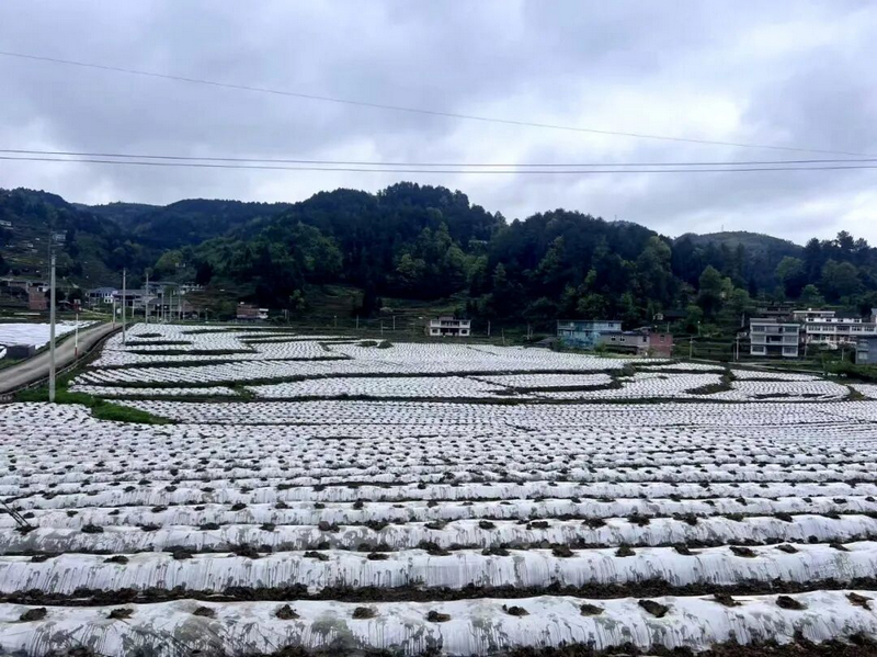 良村鎮吼灘村烤煙覆膜。任思宇攝