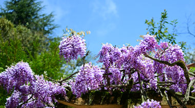 貴陽市白云區塔山公園紫藤花開