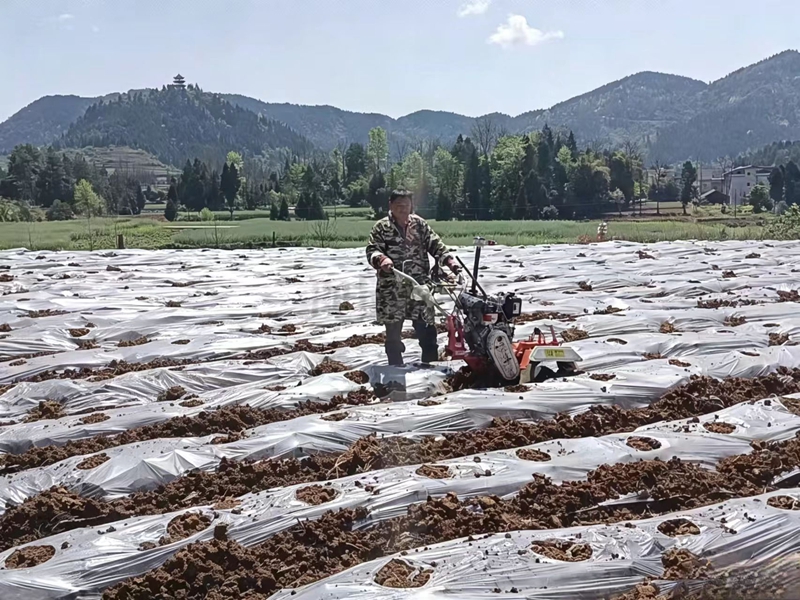 松桃普覺辣椒種植基地里,村民們用機械給辣椒苗打孔。