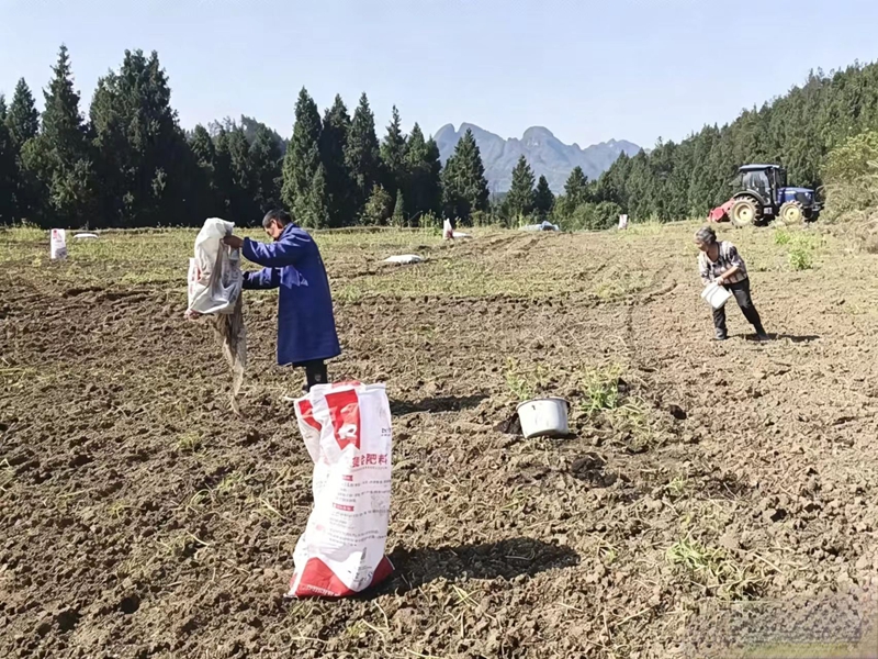松桃普覺辣椒種植基地里,村民們忙于施底肥。
