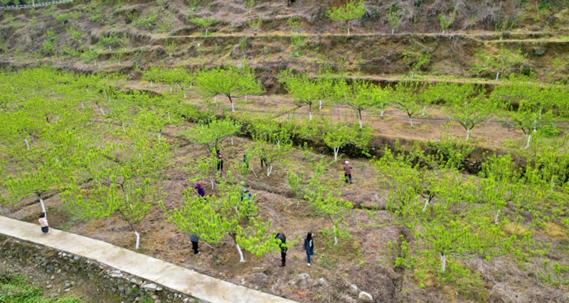 春耕備耕工作。