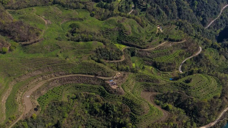 “風”從山上來“貴州·村影”IP破殼而出。