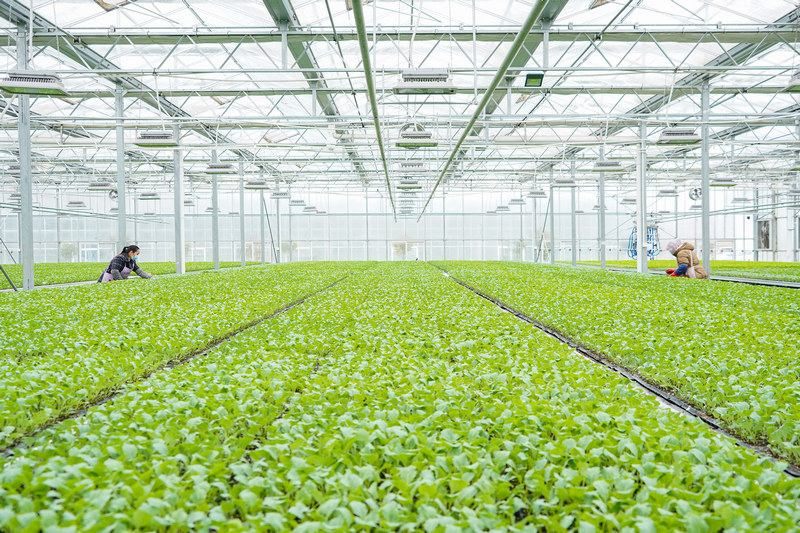 在威寧自治縣江楠育苗中心，務工群眾在打理苗床上的菜苗。趙慶能攝