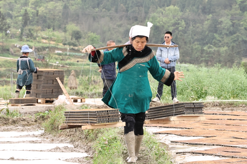 農技指導按下缽苗育秧“快進鍵”。