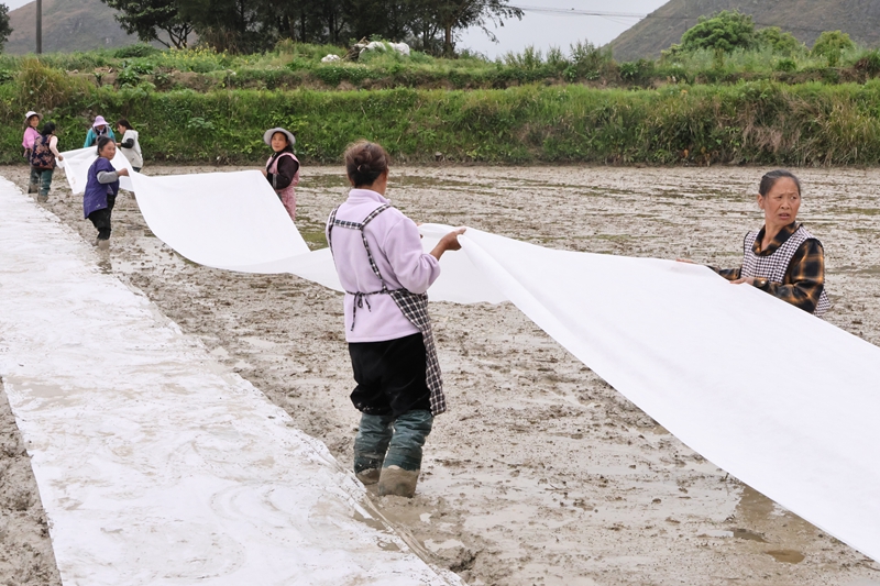 農技指導按下缽苗育秧“快進鍵”。