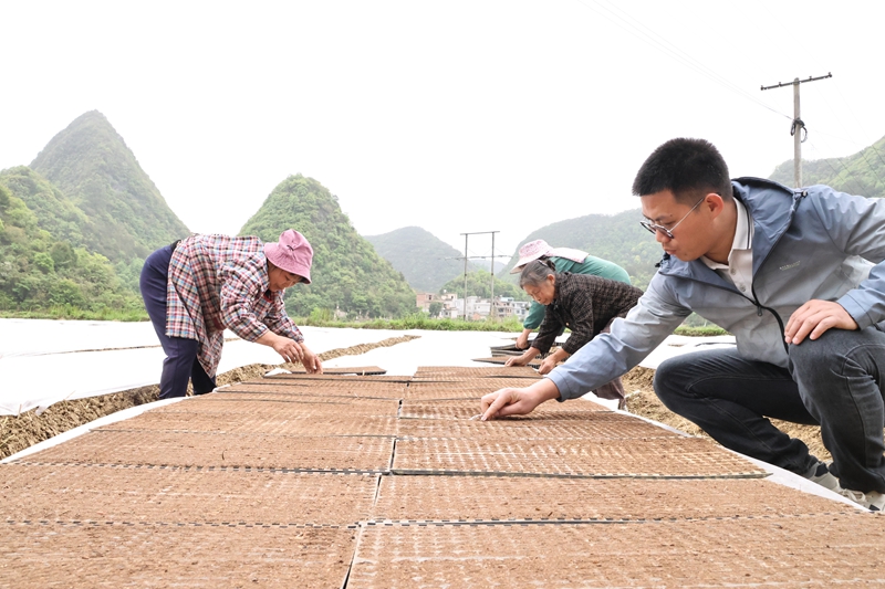 農技指導按下缽苗育秧“快進鍵”。