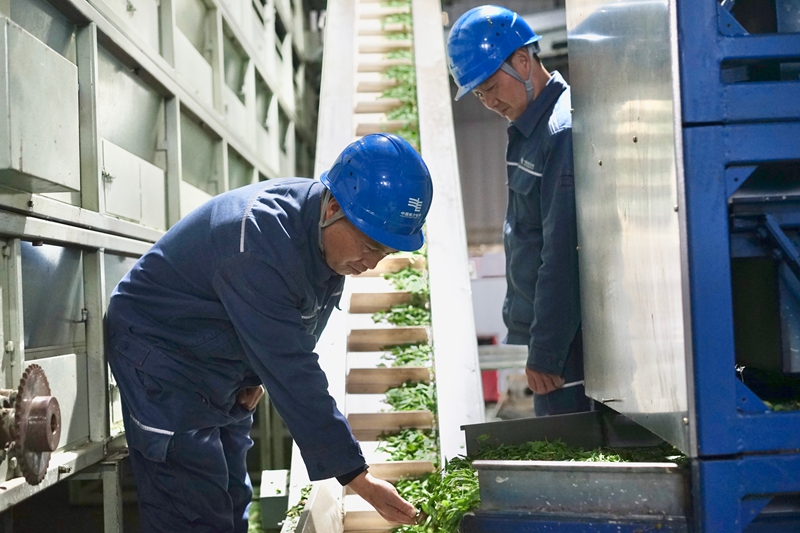 工作人員正在查看生產線上的茶青。 王方 攝.jpg