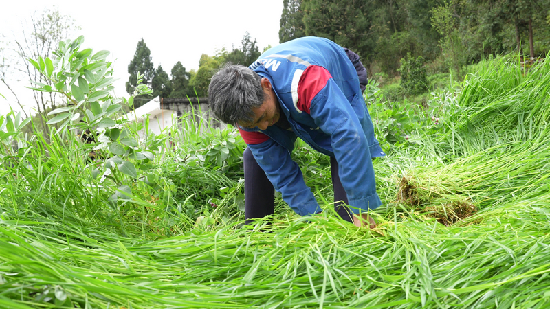 村民割草。