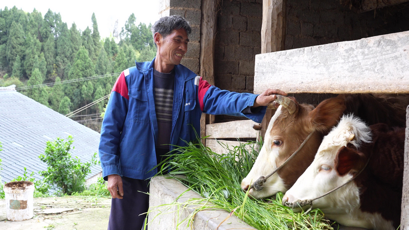 村民與牛互動。