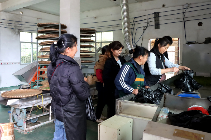 貴州獨山高寨茶迎來黃金采摘季。