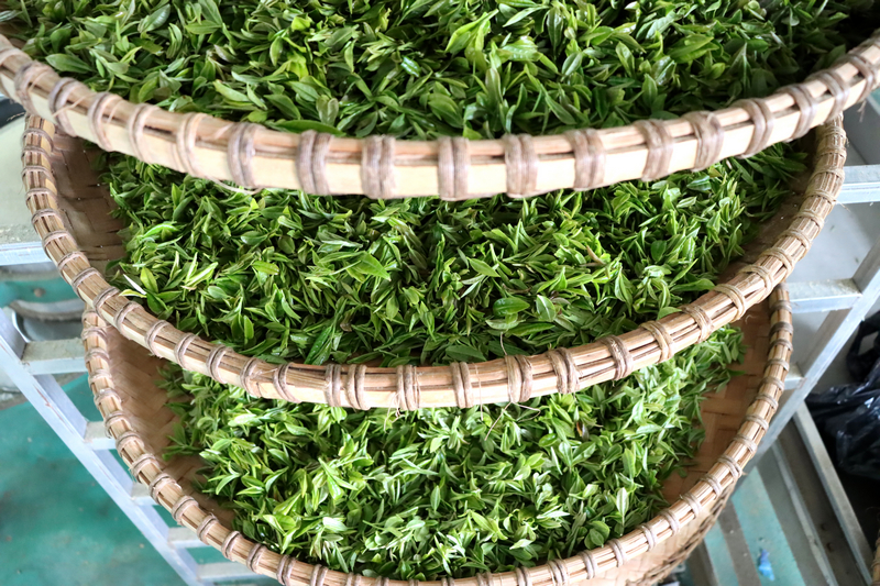 貴州獨山高寨茶迎來黃金采摘季。