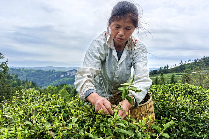 貴州獨山高寨茶迎來黃金采摘季。