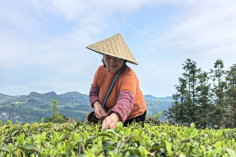 貴州獨山高寨茶迎來黃金采摘季。