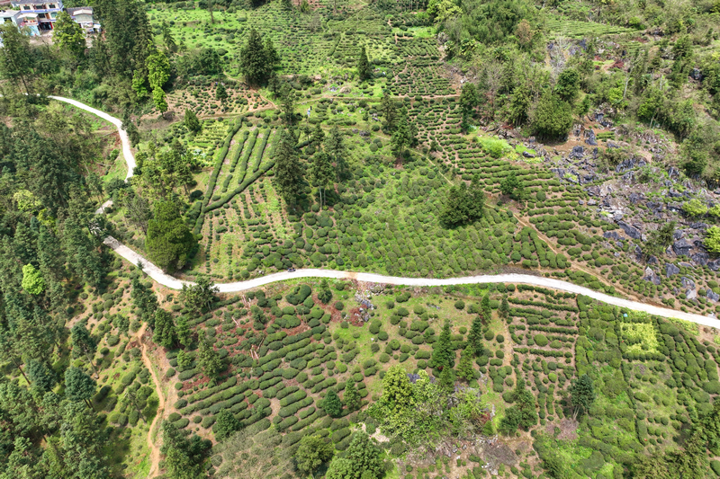 貴州獨山高寨茶迎來黃金采摘季。