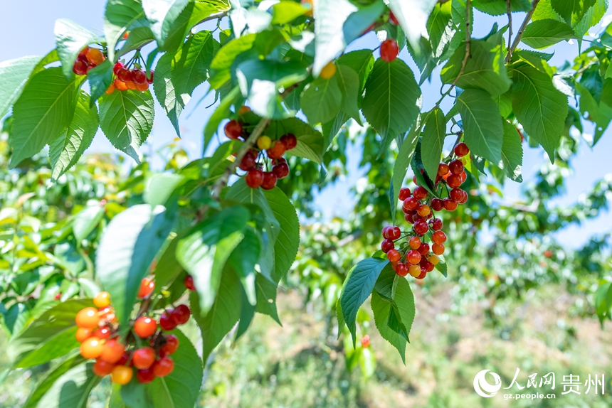 鎮寧縣募役鎮櫻桃園內待采摘的櫻桃。人民網記者 涂敏攝